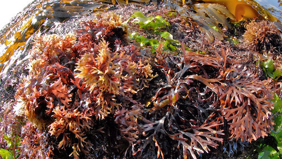 Naturefile Carrageen Moss Daybreak with Evonne Ferguson RTÉ lyric fm