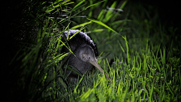 The Department of Conservation estimates there are only around 70,000 wild kiwi left in New Zealand