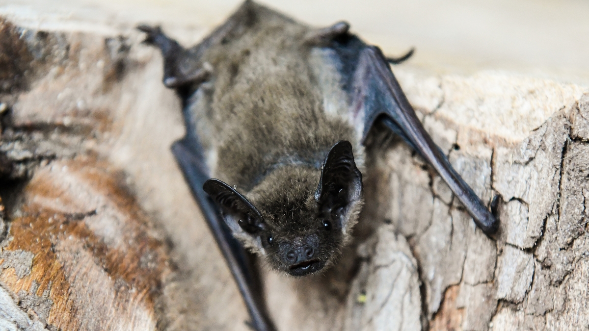 Bats emerging from hibernation Mooney Goes Wild RTÉ Radio 1