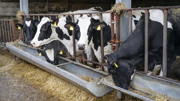 The European Commission's nitrate limits will impact 3,000 Irish dairy and beef farmers from 1 January 2024 (file pic)