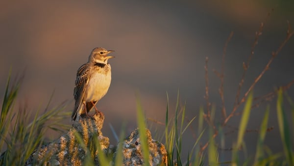 In the early hours of Sunday, Ireland's airwaves will come alive with birdsong.