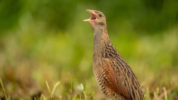 The corncrake is a species which has declined significantly since the 1950s and 1960s (file pic)