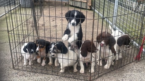 Dspca dogs on sale