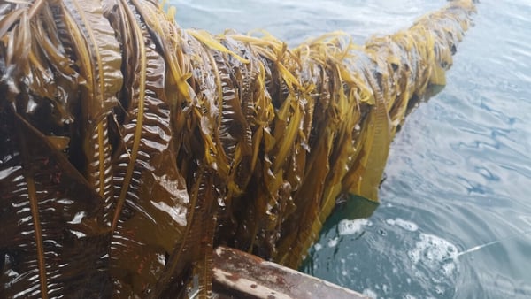 Winged kelp is a common brown seaweed found in Ireland, which has been found to be able to kill E. coli, a bacteria that infects food. Photo: Bantry Marine Research Station
