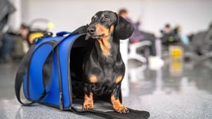 Reducing stress for your pet while travelling