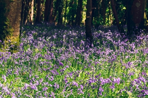 Ireland’s native Bluebell: a threatened species?