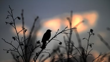 Derek Dawn Chorus