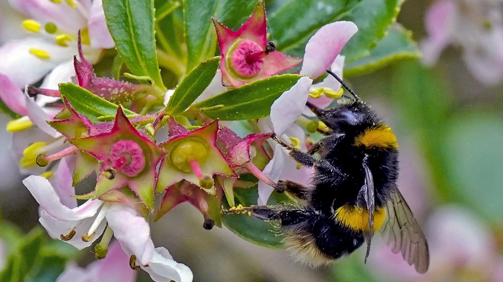 Businesses to fund biodiversity project with TCD