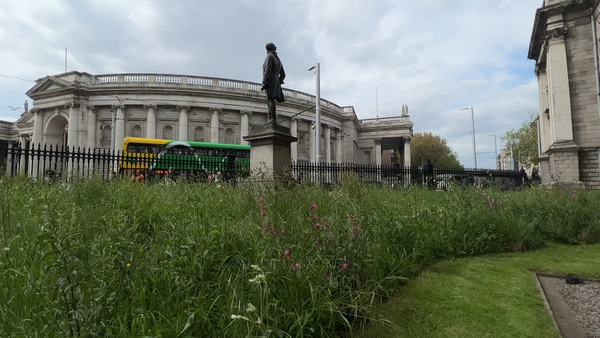 Formal lawns at Trinity's front gates were dug up in July 2020 and replaced with meadow lawn turf that included 25 types of native Irish wildflower