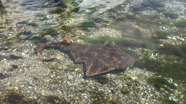 Footage of an angel shark was recorded by kayakers near Renville over the weekend