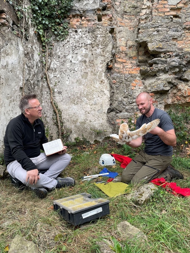 Derek Mooney and John Lusby, Birdwatch Ireland tagging the barn owl chicks.