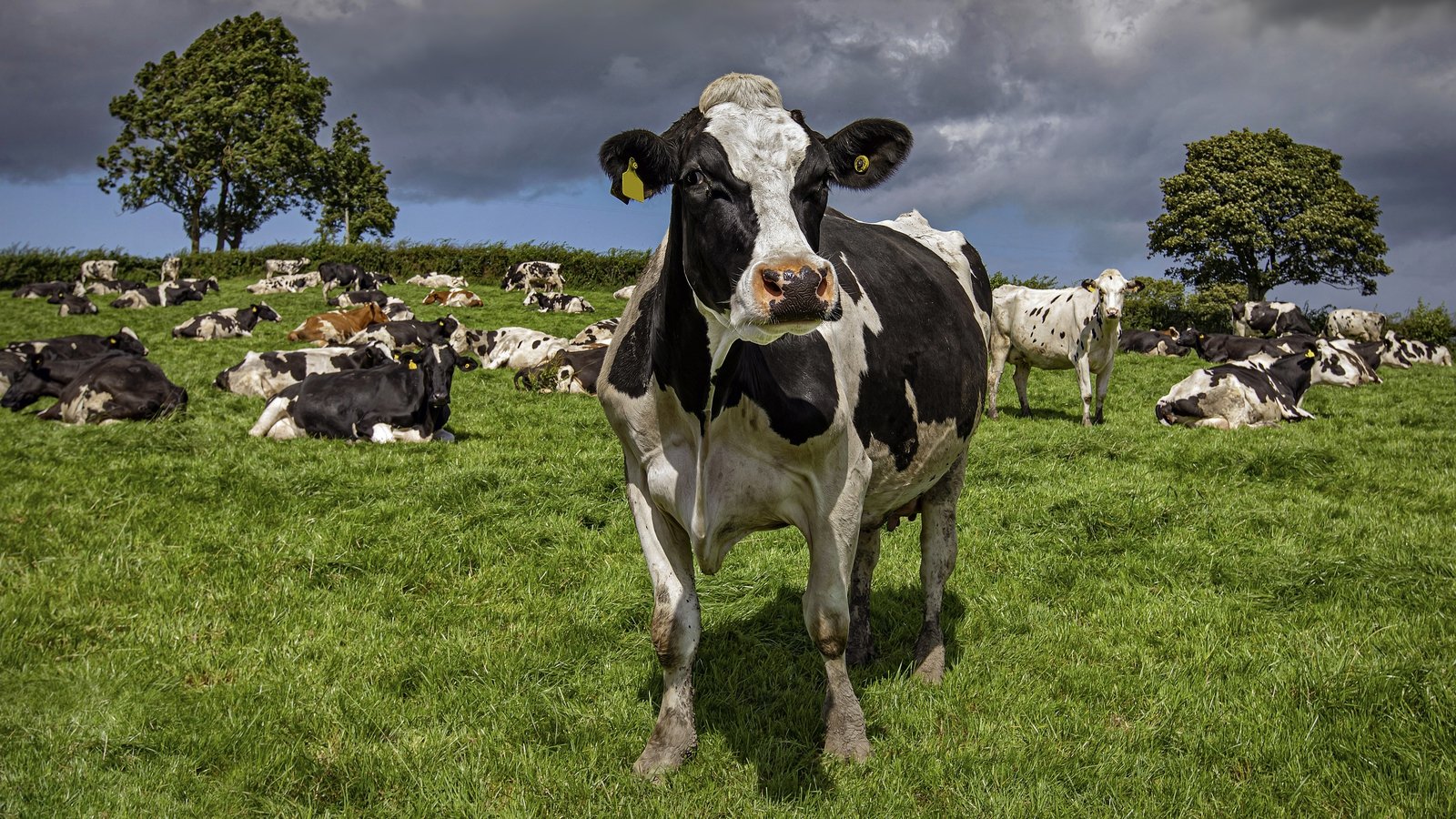 Decision due on scheme to cut dairy herd