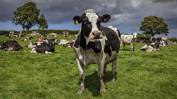 Dairy farmers may have to be paid up to €600 million to cull cows, according to an internal Department of Agriculture paper (Stock image)