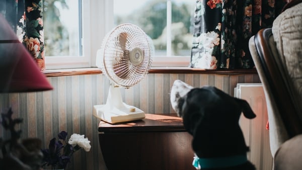 Doggone it: 'fans may not help cool the room down, but they can help cool you down'. Photo: Getty Images