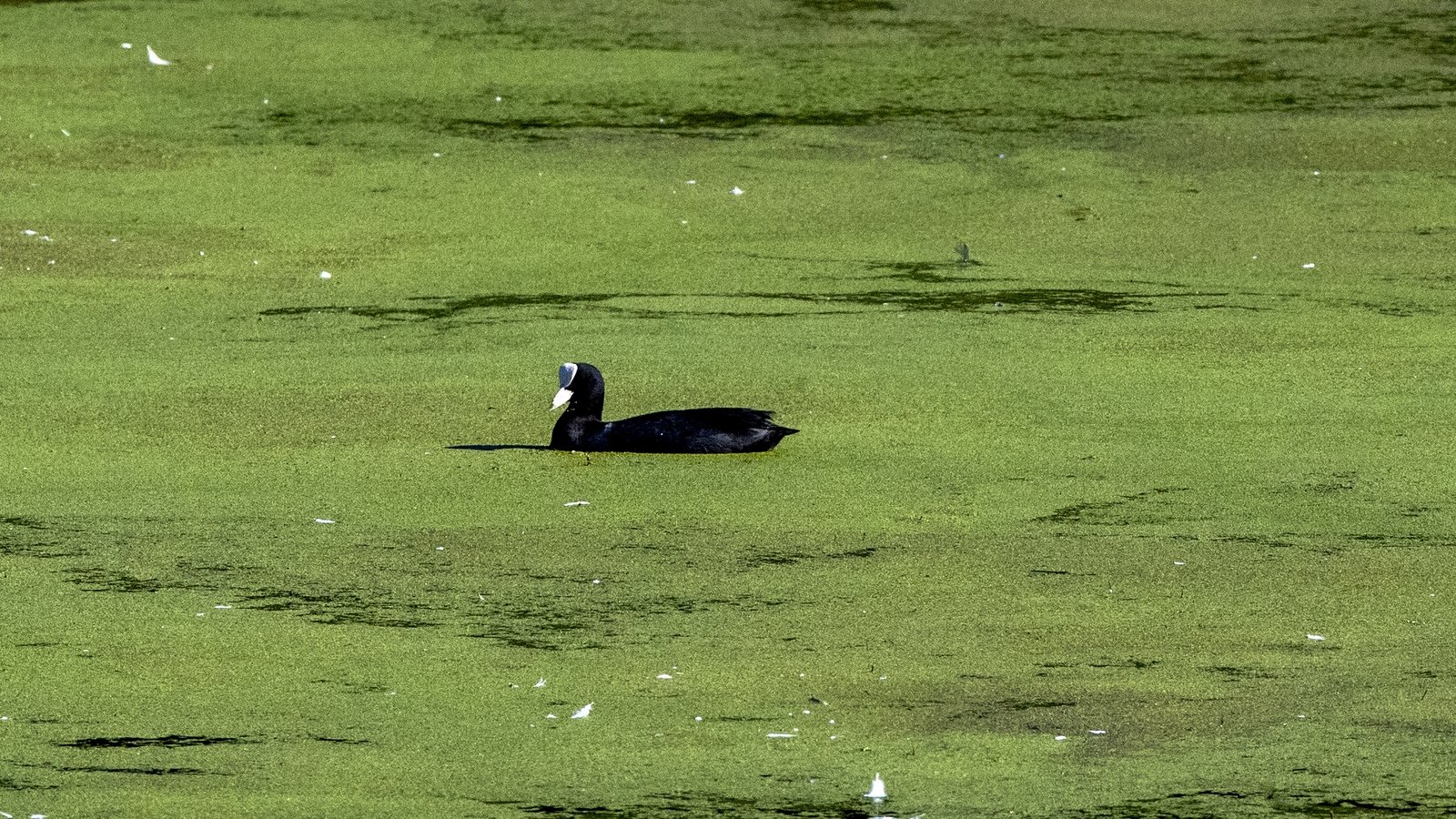 Algae warning on stagnant water as four dogs die