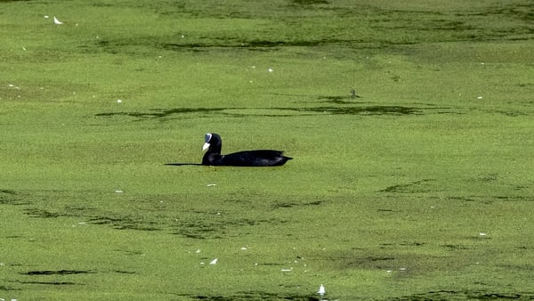 Blue-green algae is very toxic to pets (file image)