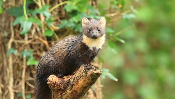 Ulster Wildlife say that pine marten are now a 'very widespread species across the country'