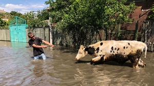 A man evacuates a cow, leading it through the street of a flooded Korabel (Island) microdistrict of Kherson