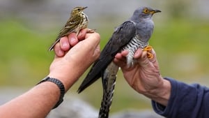 First cuckoo call of the year heard in Killarney …