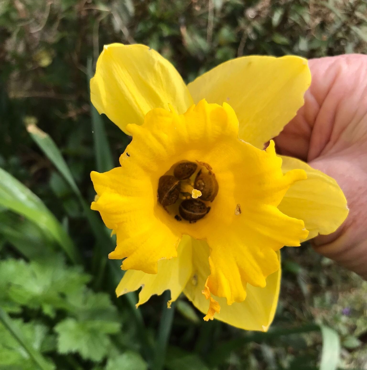 Snails in daffodil heads Mooney Goes Wild RTÉ Radio 1