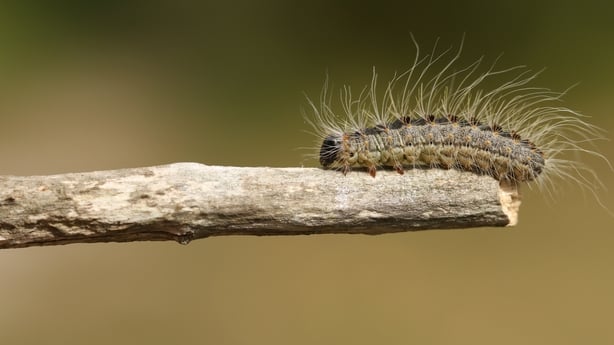 Oak Processionary Moth