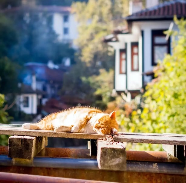 UV could harm your pet (Alamy/PA)