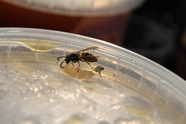 Wasp sitting on a jar of honey
