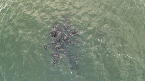 Drone footage captured yesterday showed a group of 20 animals in the approaches to the Waterford Estuary near Arthurstown. (Courtesy: Damien Burke)