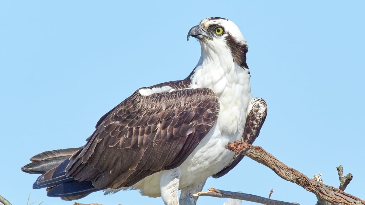 Osprey Reintroduction | Drivetime - RTÉ Radio 1