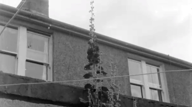 Giant hollyhock plant in Cork