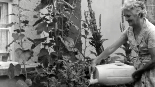 Kathleen Hurton waters her hollyhock plant in Cork