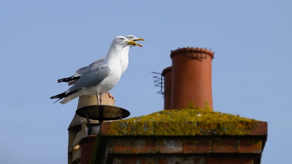 'Roof-top nesting by Herring Gulls has led to human-wildlife conflict, as these birds can be quite aggressive when it comes to food, as well as loud during anti-social hours'. Photo: Getty Images