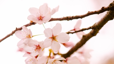 Trees damaged in Dublin's Dodder Valley Park