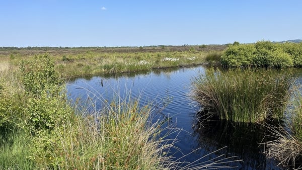 Ballynahone Bog in south Derry is one of 250 sites that are vulnerable to being overloaded by airborne nutrients