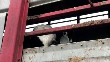Dairy's dirty secret . . .