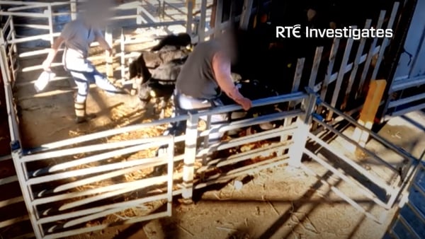 An investigation is being launched after RTÉ captures footage of young calves being kicked and dragged in several cattle marts around Ireland