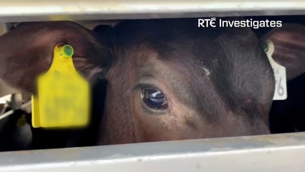 The RTÉ Investigates programme revealed apparent breaches of animal welfare at several livestock marts in Ireland