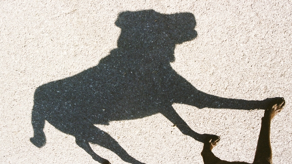 North West SPCA says it often gets calls and texts about cases of animal cruelty, but has no authority to go onto properties (stock image)