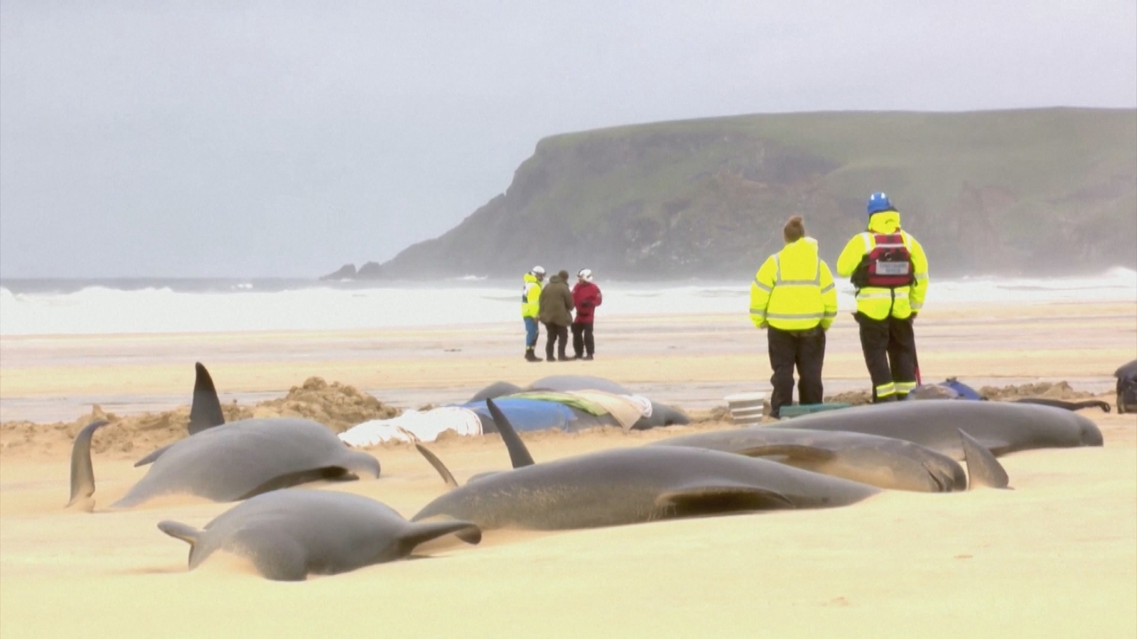Entire pod of whales dies in worst mass whale stranding in Britain