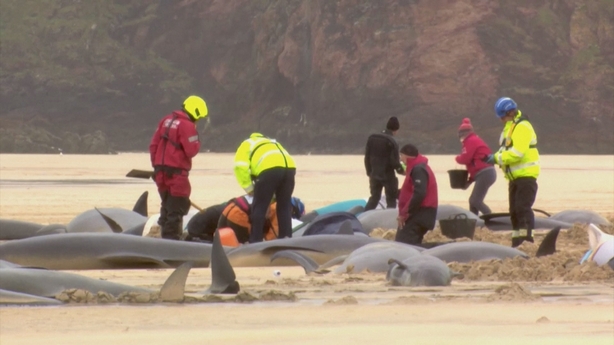 50 Pilot Whales Die After Mass Stranding On Beach