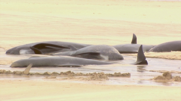 Pod of more than 50 pilot whales dies after mass stranding on Scottish  beach