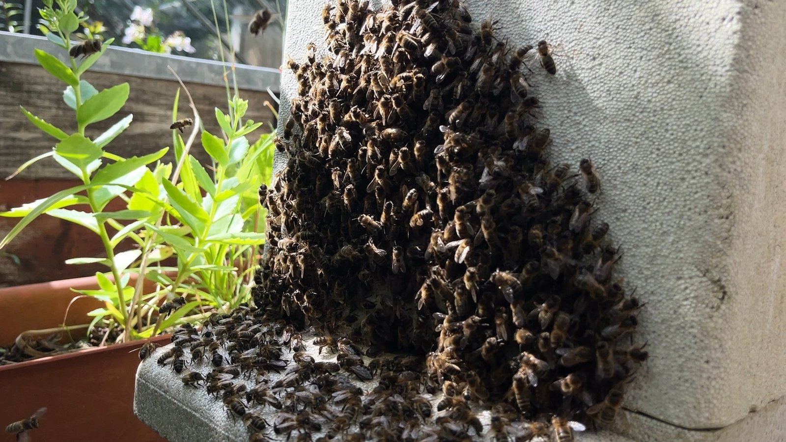 Buzz in the air: Beekeepers report busy swarming season