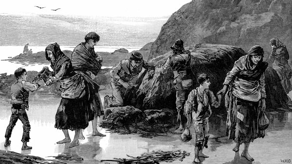 Collecting limpets and seaweed for food in the west of Ireland during the Famine. Image: Photo12/Universal Images Group via Getty Images