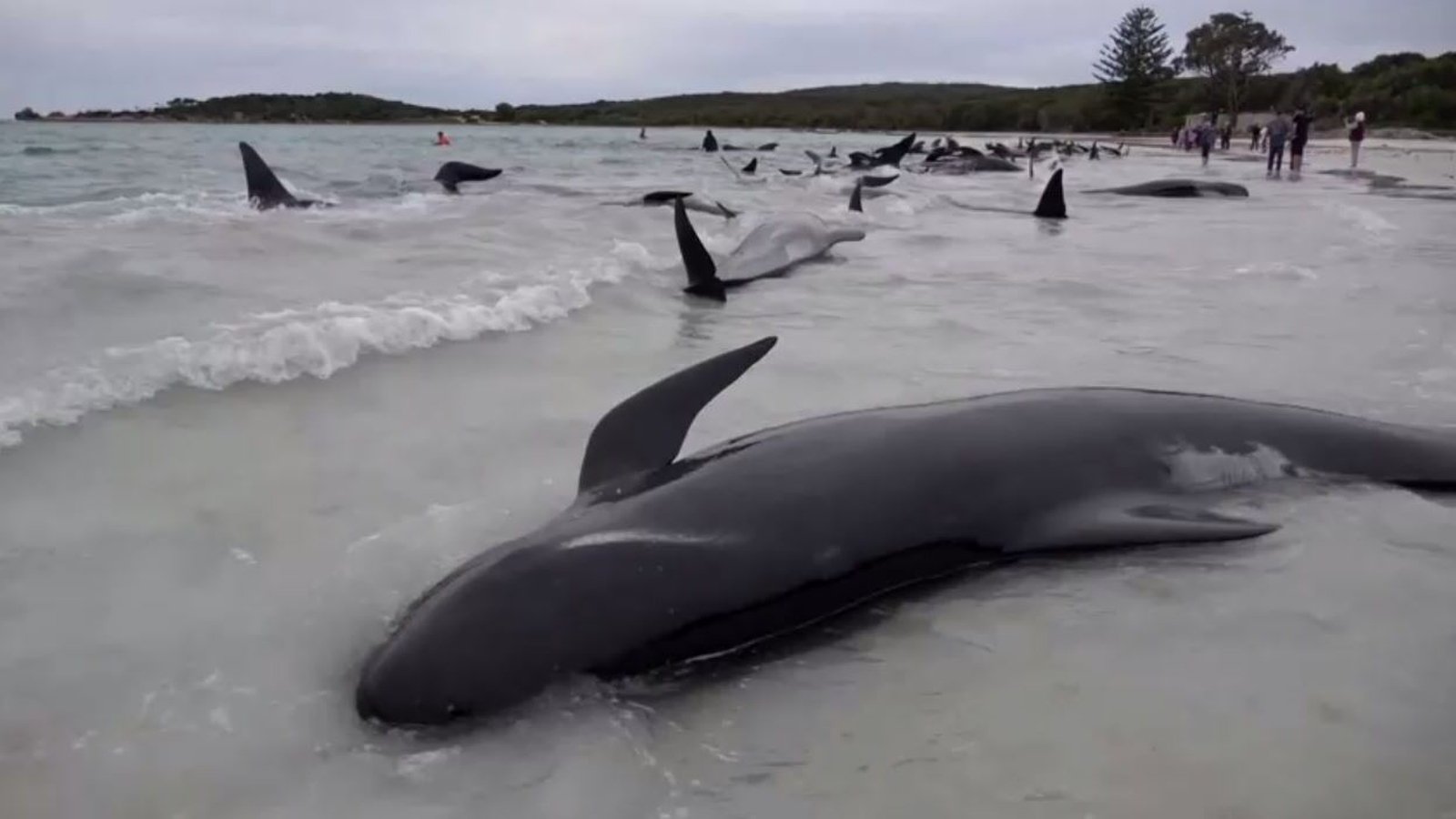 More than 50 pilot whales die after mass stranding in Australia, Wildlife  News