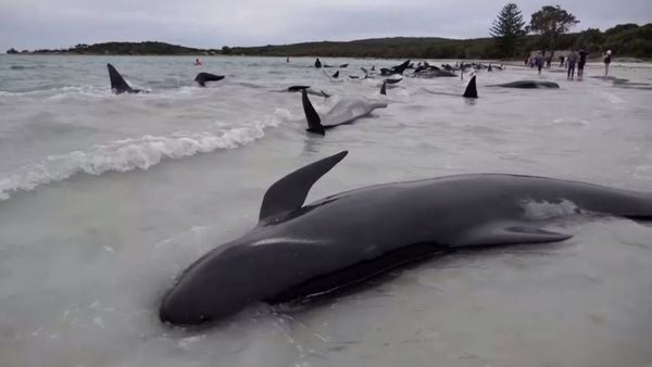 A pod of almost 100 long-finned pilot whales was spotted off Cheynes Beach