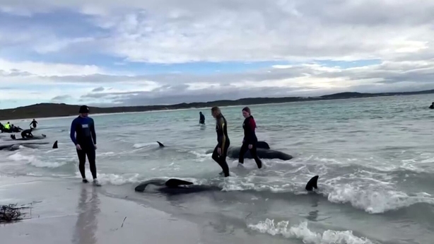 51 Whales Dead After Beaching In Australia, Efforts On To Save 46