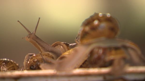 Peter Monaghan says he raises millions of native Irish snails each year
