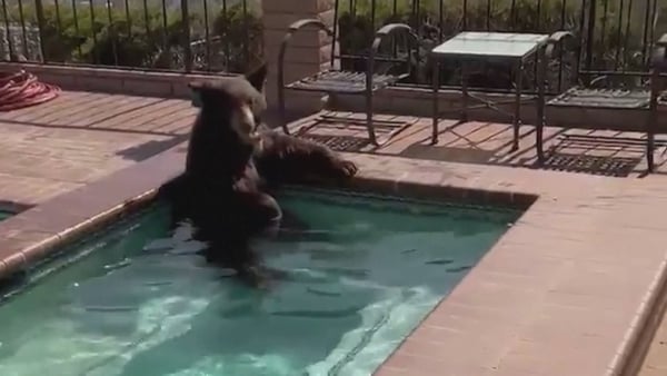 Taking a break from the heat, a black bear takes a dip in a hot tub