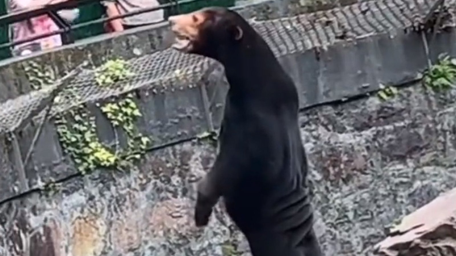 Chinese zoo denies rare sun bear is human in disguise