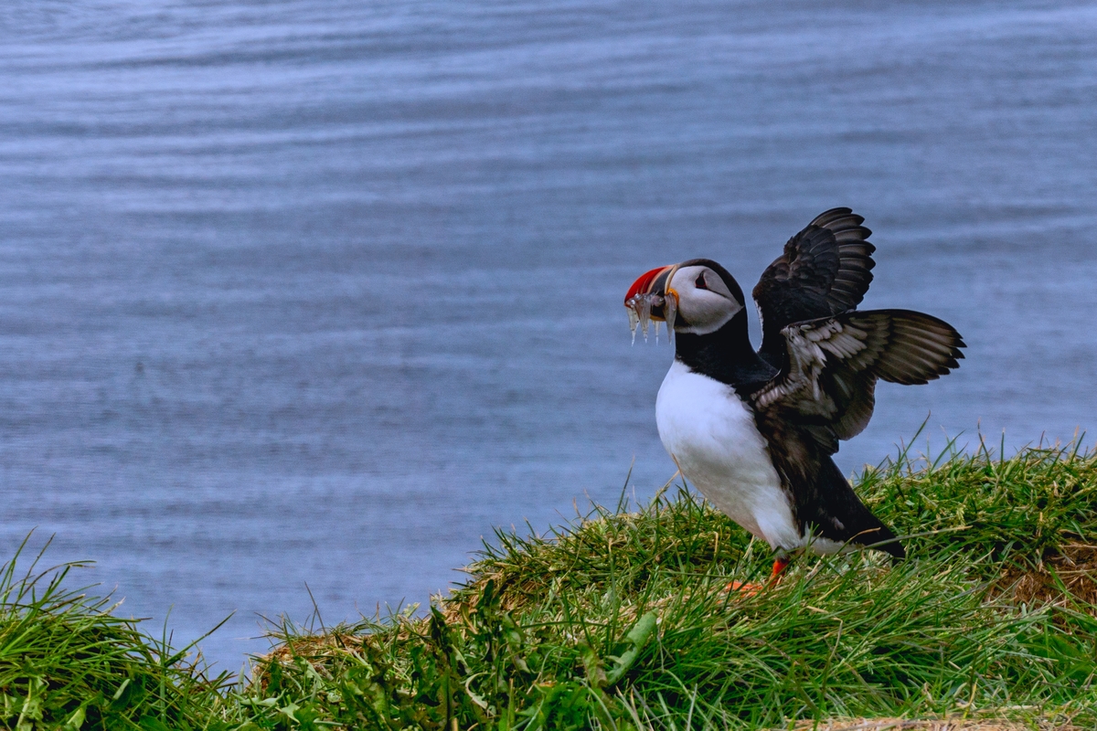 Puffins, Nature